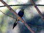 CostaRica06 - 128 * Long-tailed Silky-flycatcher